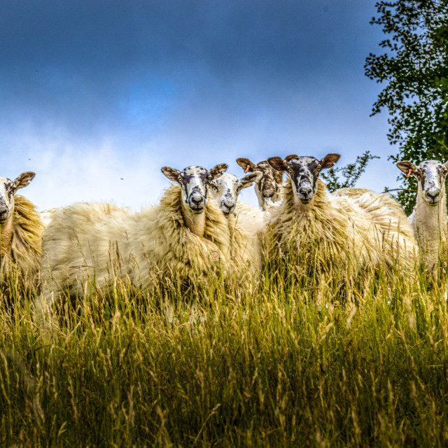 "Sheep In The Wylye Valley, Wiltshire" stock image