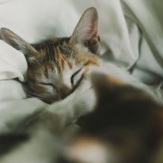 "Sleeping Kitty" stock image