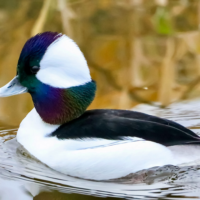 "Bufflehead" stock image