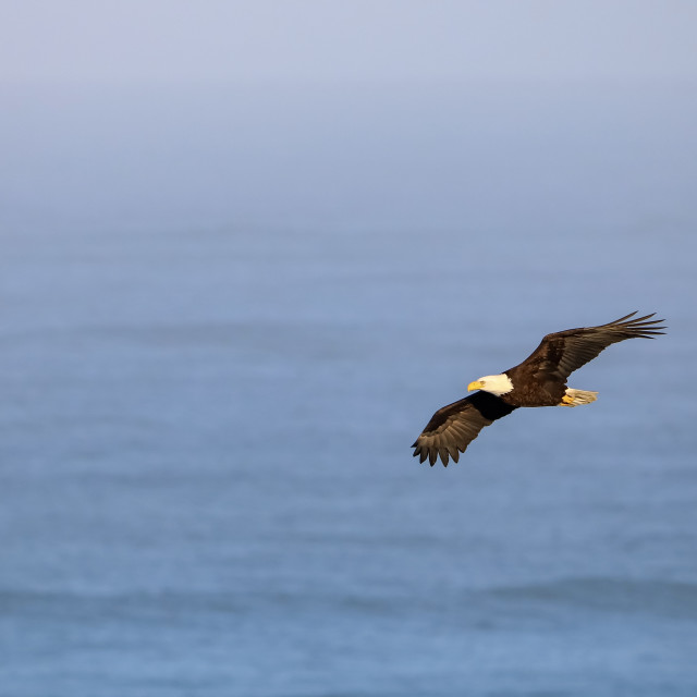 "King of the Coast" stock image