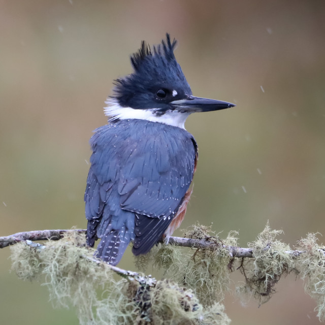 "Mrs. Kingfisher" stock image