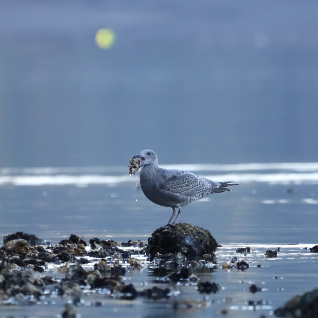 "Gull vs. Crab" stock image