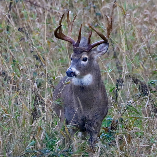 "Buck" stock image