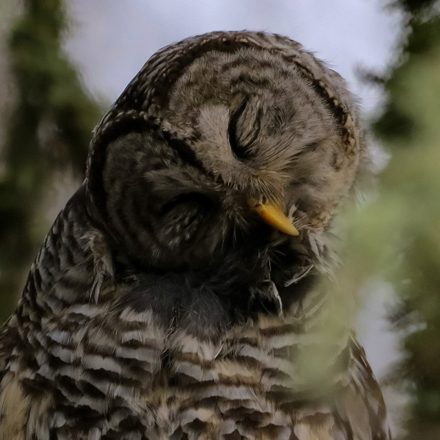 "Primping and Preening" stock image