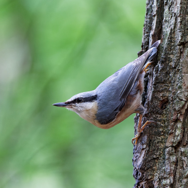 "Eurasian Nuthatch" stock image