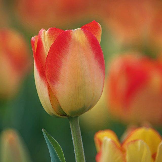 "Spring Bloom" stock image