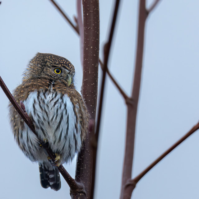 "Pygmy Owl" stock image