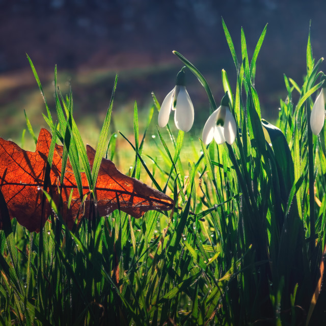 "Wild snowdrops flower in fresh green grass on beautiful spring morning with sunlight and morning dew in the forest" stock image