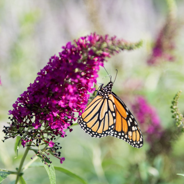 "Wings in the garden" stock image