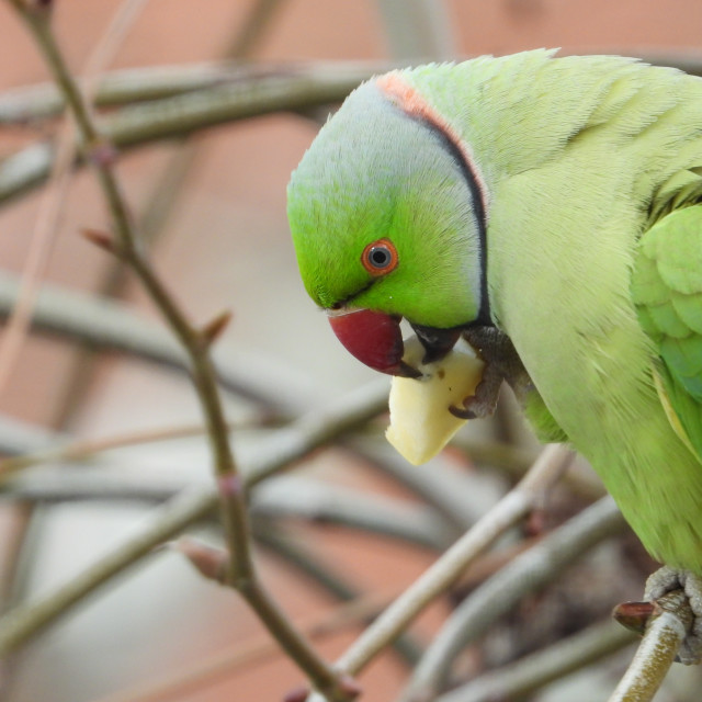 "ring rose neck parakeet" stock image