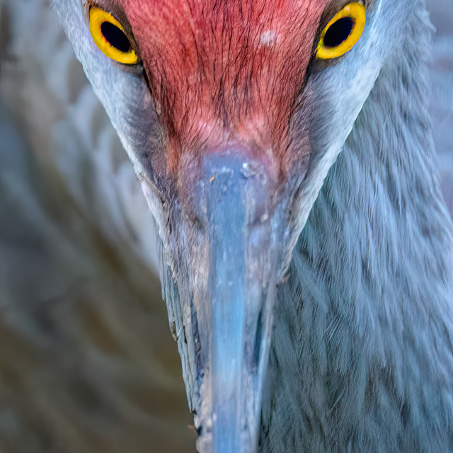 "Sandhill Crane" stock image