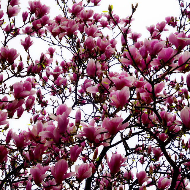 "Magnolia blossoming" stock image