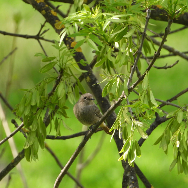 "Daurian redstart a female" stock image