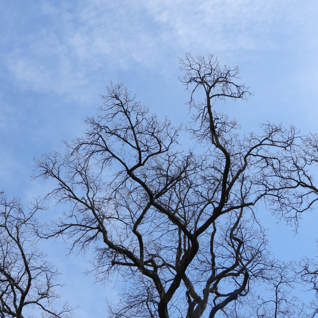 "a tree in the winter" stock image