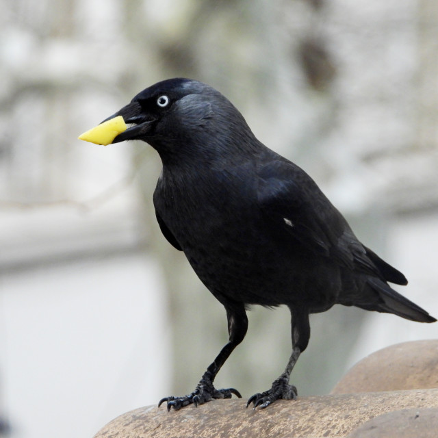 "western jackdaw eating" stock image