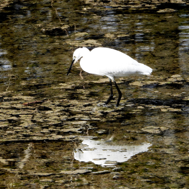 "A heron" stock image