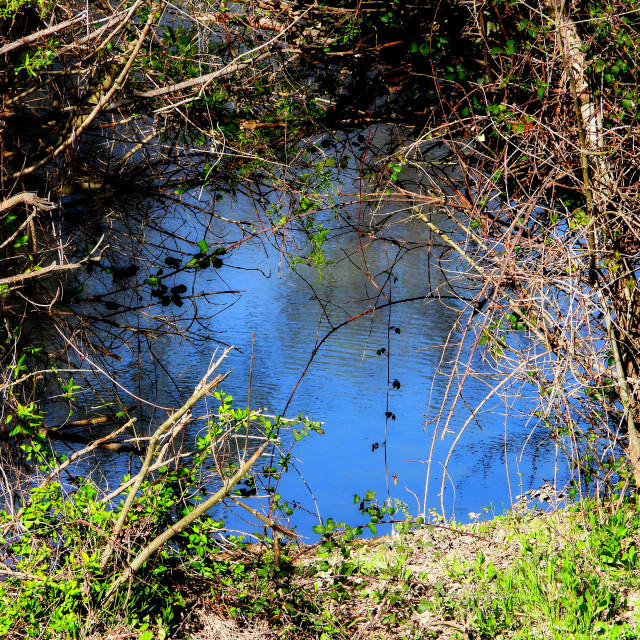 "A pond" stock image