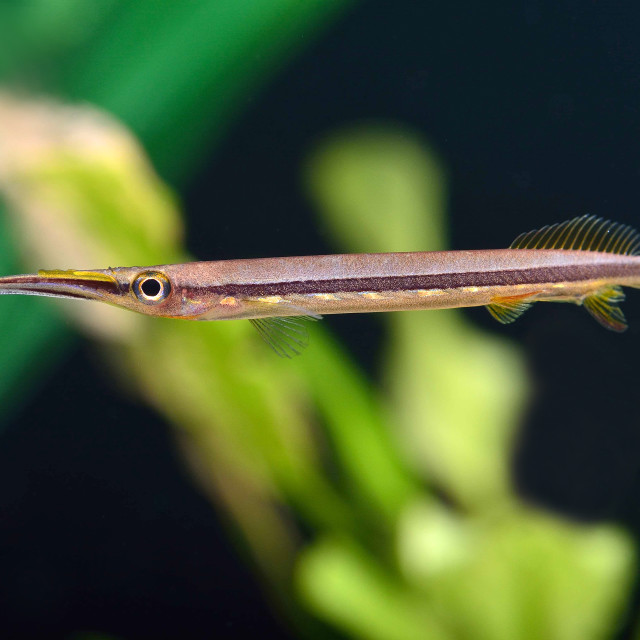 "Gold-spot Halfbeak" stock image