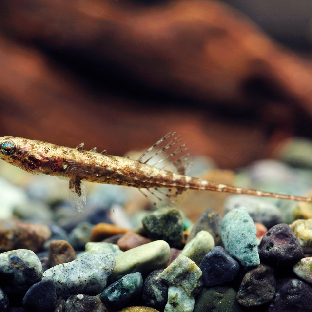 "Toothpick Fish" stock image