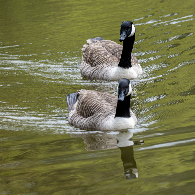 "Canada Geese" stock image