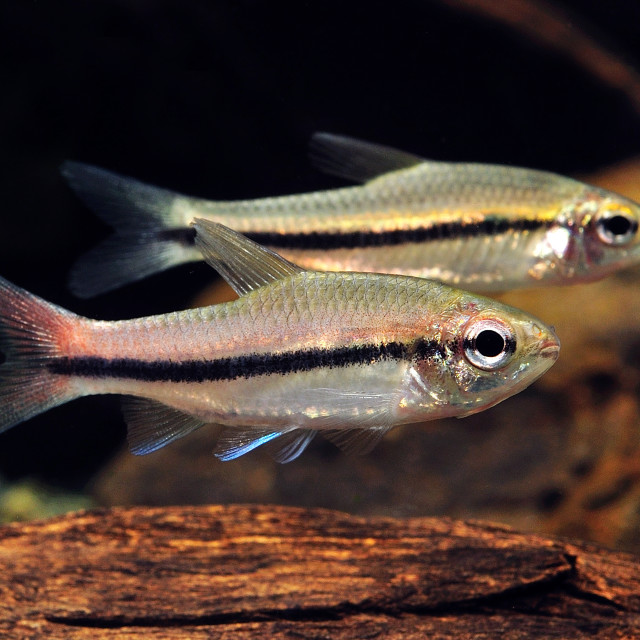 "One-banded Neolebias" stock image