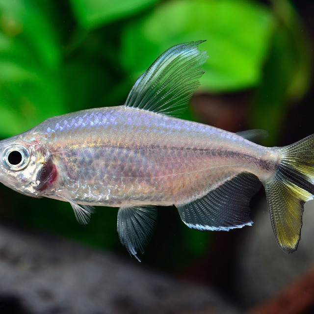 "Yellow-tailed Congo Tetra" stock image