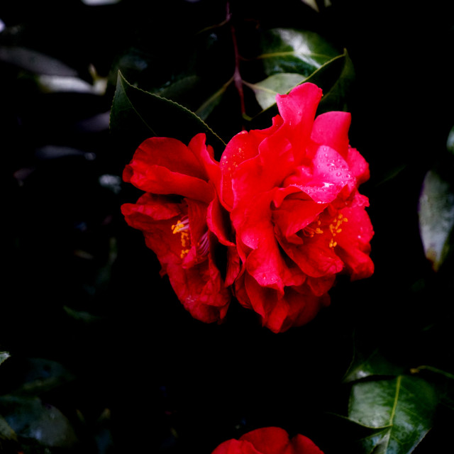 "A rose in the dark" stock image