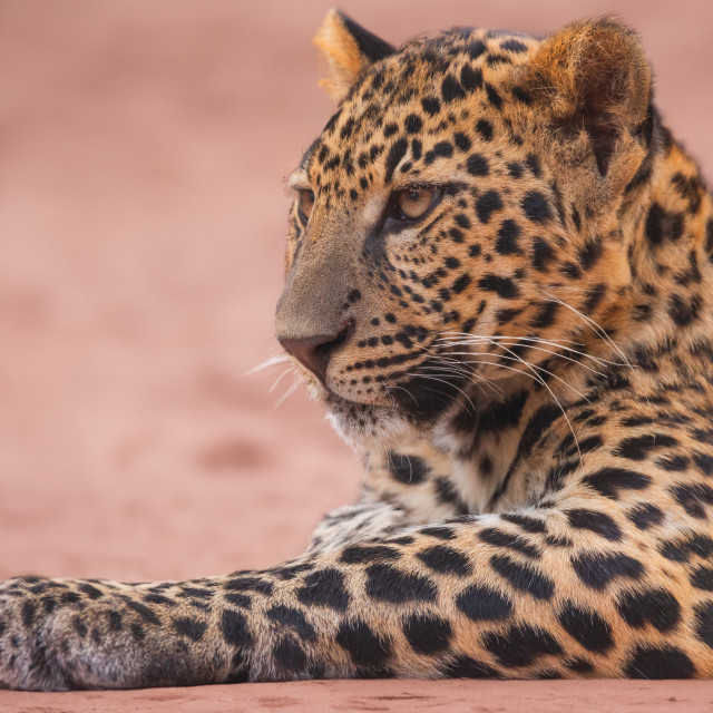 "Leopard panther wildlife african predator outdoor" stock image