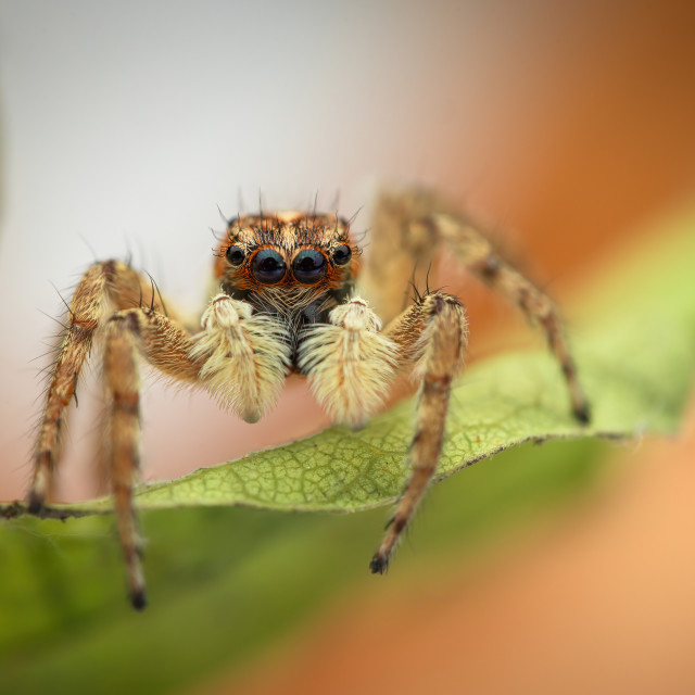 "Jumping spider macro closeup shot on a yellow leaf" stock image