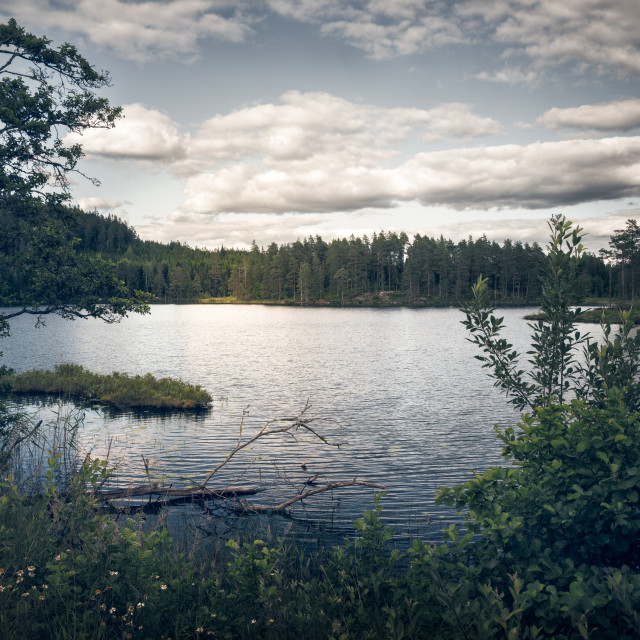 "A summer evening by a forest pond" stock image