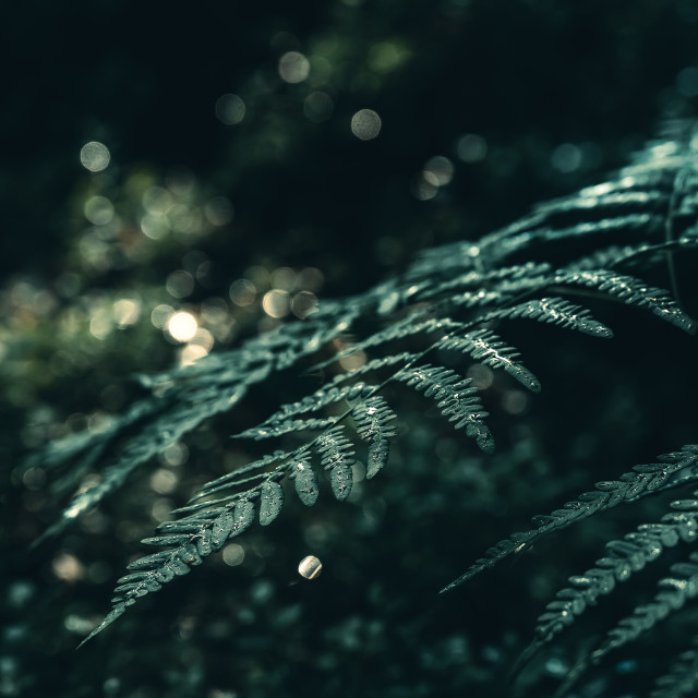 "Fern leaves after the rain" stock image