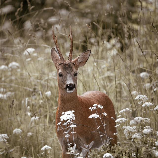 "Roe deer among flowers" stock image