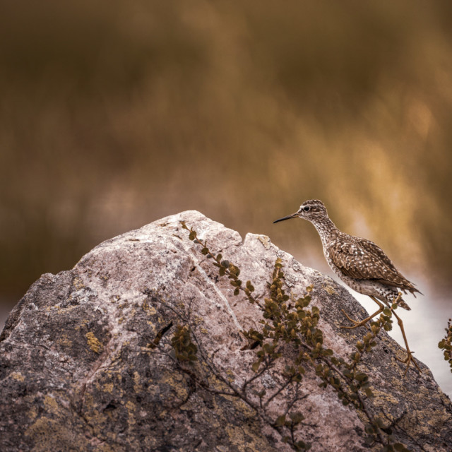 "Wood sandpiper of the wetlands" stock image