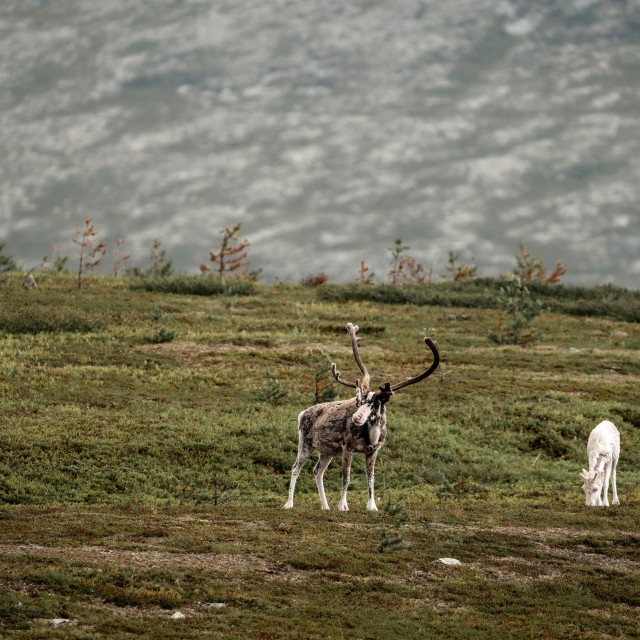 "Sweden- Reindeer grazing on the mountains of North Dalarna" stock image