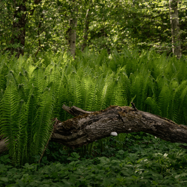 "Among the green ferns" stock image