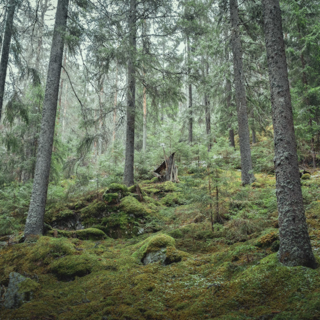 "Sweden - Primeval forest in Salboknös Nature Reserve" stock image