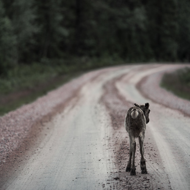 "Sweden - Reindeer calf on a forest road" stock image