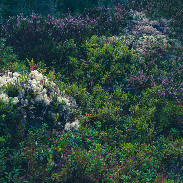 "The colorful ground of a primeval forest" stock image