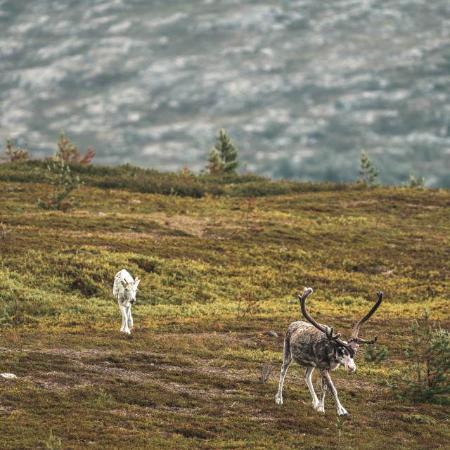 "Sweden-Reindeer roaming free on the mountains" stock image