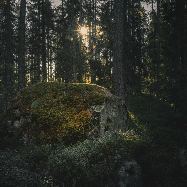 "Forest ambience" stock image