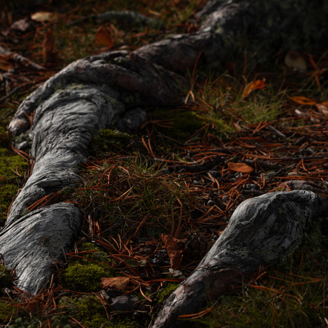 "Autumn forest ground" stock image