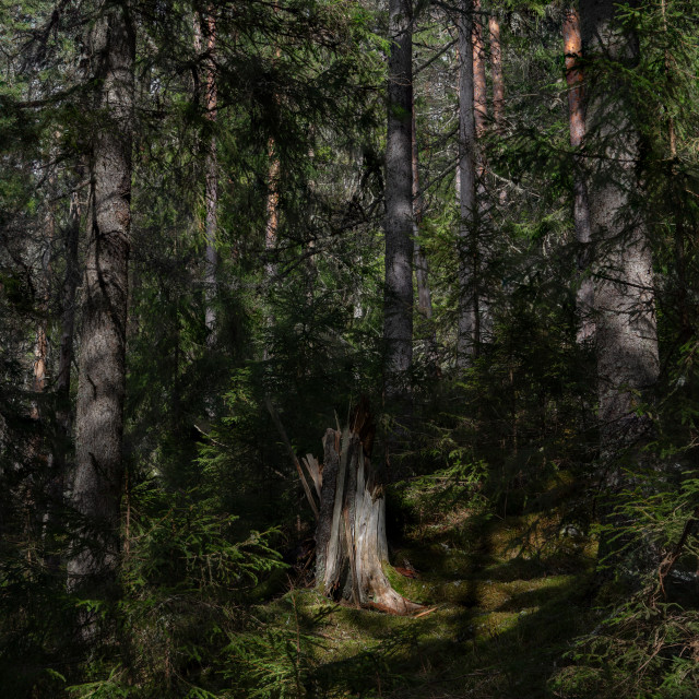 "Forest shadows" stock image