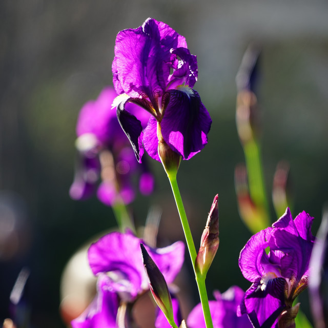 "purple iris" stock image