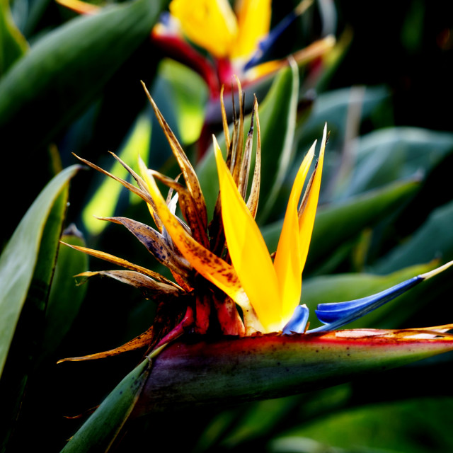 "Bird of paradise" stock image