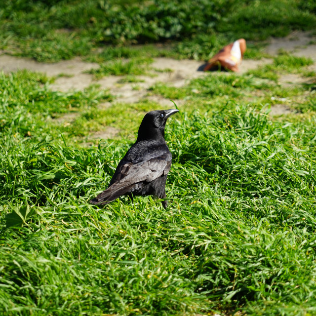 "a crow in the field" stock image