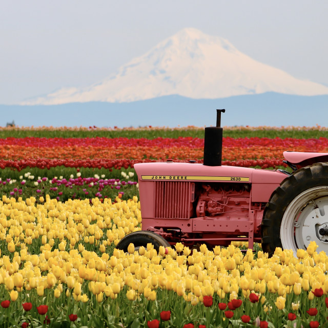 "The Pink Deere" stock image