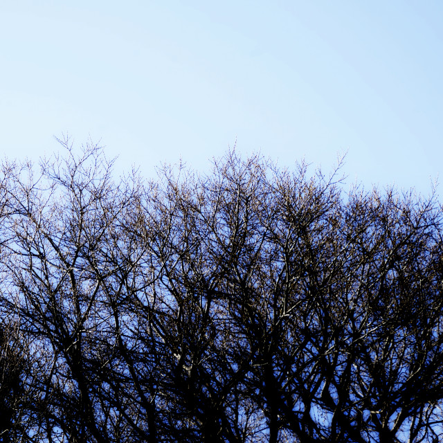 "trees in the winter" stock image