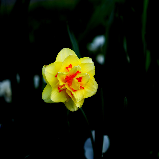 "Narcissus Tahiti - Daffodil Tahiti" stock image