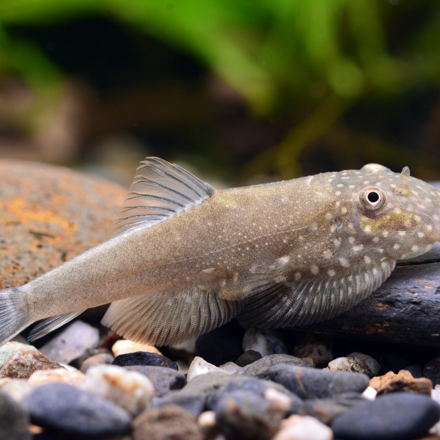 "Blue Tail Borneo Hillstream Loach" stock image