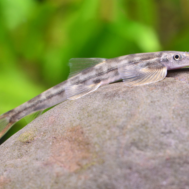 "Vietnam Giraffe Hillsteam Loach" stock image